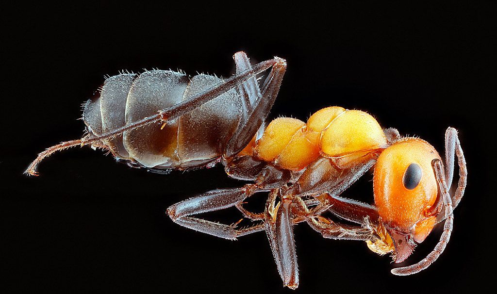 Ant Control service in Honolulu, HI