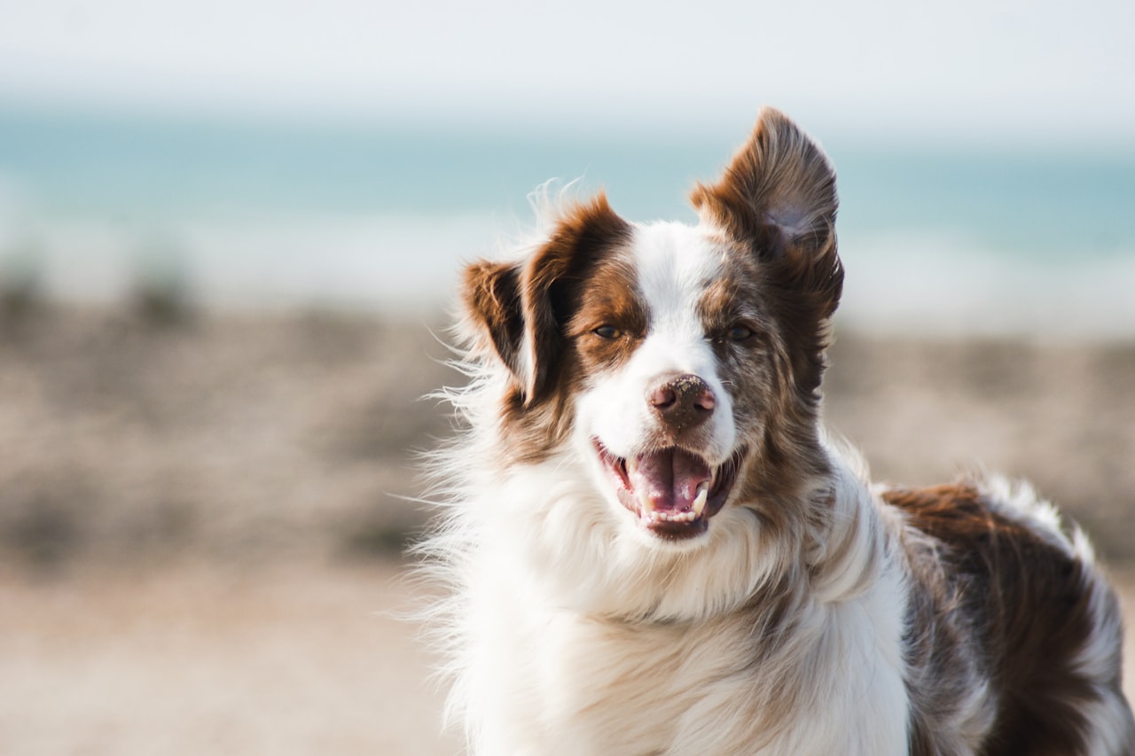Flea & Tick Control service in Honolulu, HI