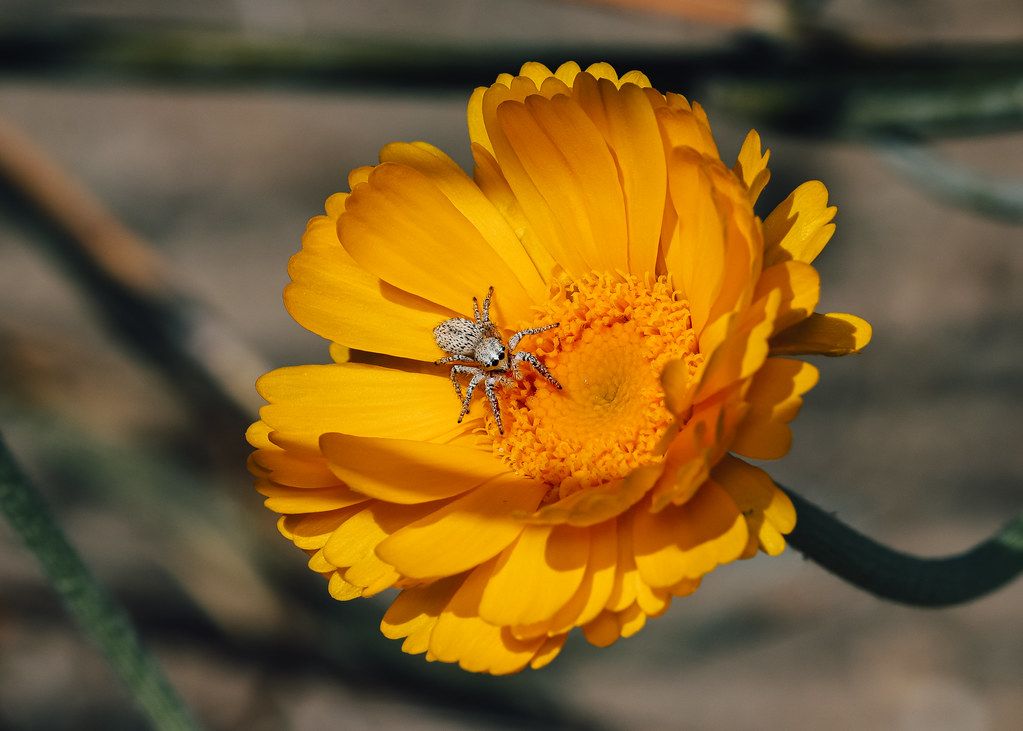 Spider Control service in Honolulu, HI